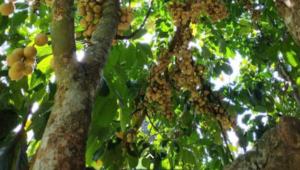Simanis Kuning Warisan Nenek Moyang