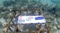 Yili Indonesia Dukung Program Konservasi Terumbu Karang di Taman Nasional Pulau Komodo