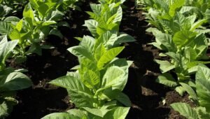 Tahun ini, Anggaran DBHCHT Purwakarta Capai Rp6,7 Miliar