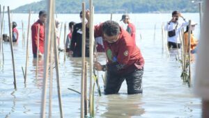 Pemprov Sulbar Canangkan Gerakan Menanam 1,2 Juta Mangrove