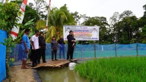 Bupati Kapuas Hulu, Mina Padi Meningkatkan Produksi Ikan Secara Organik dan Ramah Lingkungan