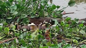 Geger, Mayat Mengambang di Jembatan Ampera
