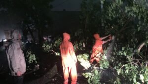 Pohon Tumbang Jalan Jenderal Bambang Utoyo Dievakuasi