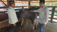Subdit Indagsi Ditreskrimsus Ikut Menjaga Swasembada Daging