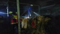 Kandang Ayam Milik Warga di Tulungagung Ludes Terbakar