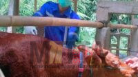 Waspada Penyakit LSD Mulai Serang Sapi, Ini Langkah dari Dinas Peternakan dan Kesehatan Hewan Tulungagung