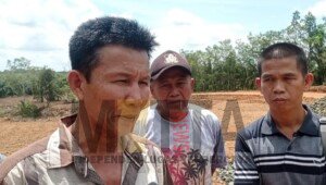 Lahan Dibukit Kancil Diserobot Orang, Arfendi Rambang Niru Perkarakan Hal Ini
