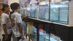 300 Ikan Hias Dikonteskan