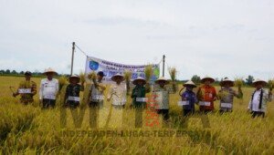 Panen Padi Meningkat, Perkuat Ketahanan Pangan Kabupaten OKI