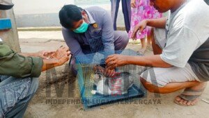 Warga Antusias Bawa Kucing Peliharaan Terima Vaksin Gratis Dinas Pertanian