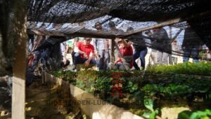 Bupati Fransiskus Diaan: Kabupaten Kapuas Hulu Miliki Perkebunan Kopi di Dua Kecamatan