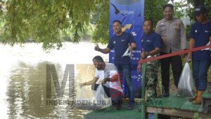 Peringati HUT ke-42, Bukit Asam Tebar 11.000 Benih Ikan di Sungai Enim