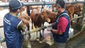 Dinas Peternakan Tulungagung Lakukan Penandaan dan Pendataan Hewan Ternak