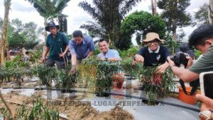 Wakil Bupati Batang Hari Bakhtiar Menghadiri Undangan Panen Raya Cabai Merah