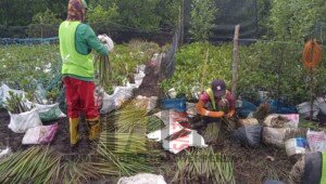 Dukung Rehabilitasi DAS dan Pariwisata, PTBA Perluas Pusat Persemaian