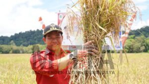 Bupati Kapuas Hulu: Sektor Pertanian Memegang Peranan yang Sangat Penting dan Strategis