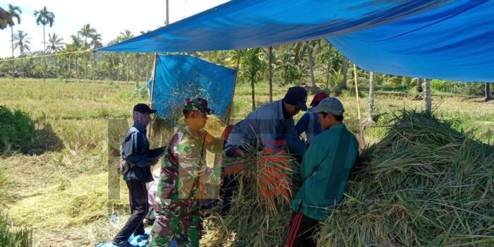 Berikan Motivasi Kepada Masyarakat Binaan, Babinsa Kodim 0409/RL Bantu Panen Padi