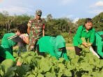 Lahan Percontohan Kodim 1206/Psb Hasilkan Ratusan Kilogram Sayuran Sawi dan Bayam