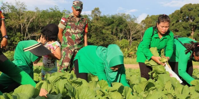 Lahan Percontohan Kodim 1206/Psb Hasilkan Ratusan Kilogram Sayuran Sawi dan Bayam