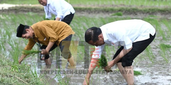 Presiden Jokowi Tanam Padi Bersama Petani di Tuban, Apresiasi Penggunaan Pupuk Organik