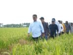 Tahun Ini, 6 Kabupaten di Sulbar Bakal Terima Combine Harvester
