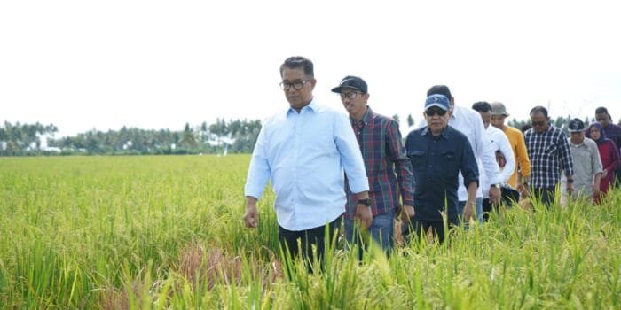 Tahun Ini, 6 Kabupaten di Sulbar Bakal Terima Combine Harvester