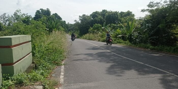 Membahayakan Pengguna Jalan, Tanaman Liar Tumbuh Subur Dibahu Jalan Sindur