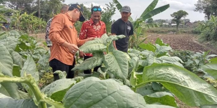 Dinsos Tulungagung Verifikasi dan Validasi Data Petani Tembakau