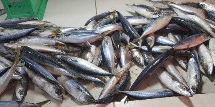 Penjualan Ikan Salem ‘Putus’ Pedagang Menjerit