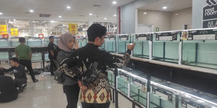 Ratusan Peserta Ikuti Kontes Ikan Channa di Palembang