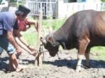 Idul Adha 1444 H, Bupati Sinjai Sumbangkan Sapi Kurban