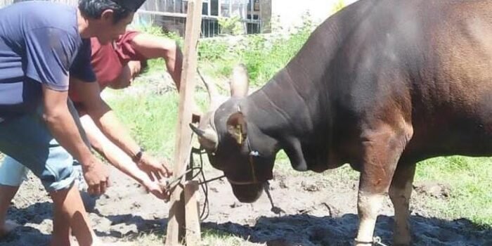 Idul Adha 1444 H, Bupati Sinjai Sumbangkan Sapi Kurban