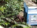 Hope dan Amory kembali ke Habitat, Pelepasliaran di Taman Nasional Betung Kerihun berjumlah 28 Individu Orangutan