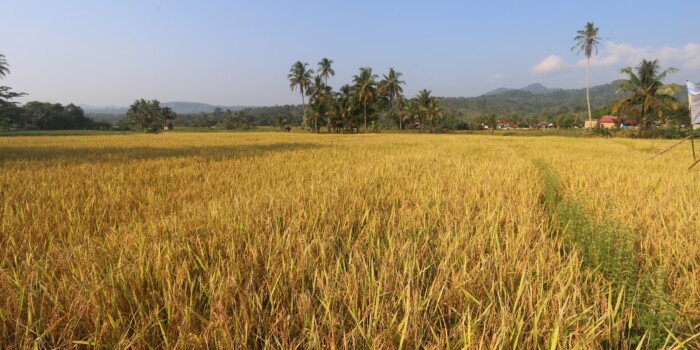 Petani Tanjung Raja Rasakan Manfaat Pupuk Organik dari Bukit Asam