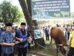 Berbagi di Hari Raya Idul Adha 1444 H, Gubernur Herman Deru Serahkan Sapi Qurban ke Sejumlah Masjid