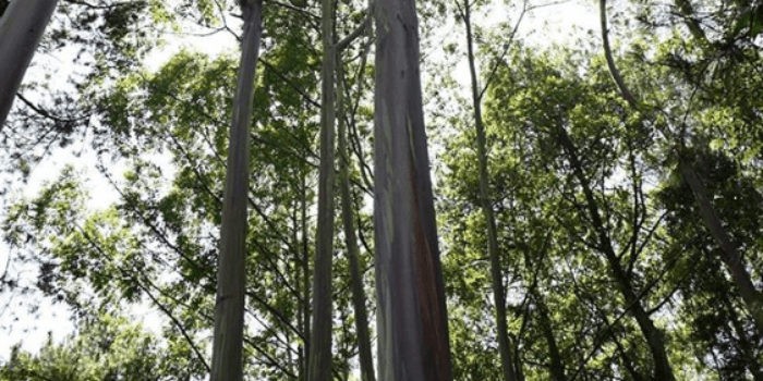 Akses Legal Masyarakat di Kawasan Hutan Jadi Capaian Kinerja Pengelolaan Hutan Lestari