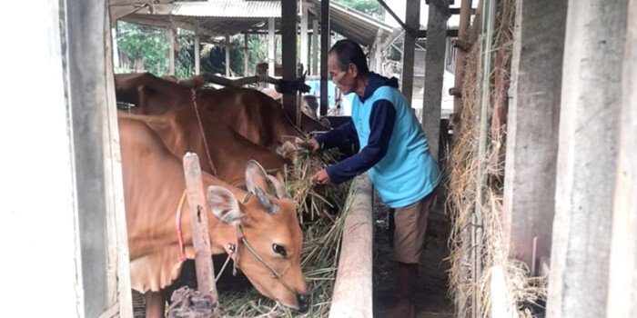 Bantuan dari Bukit Asam (PTBA) Tingkatkan Penghasilan Petani di Lampung