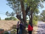 DLH Tulungagung Sebut 69 Pohon Sono Keling Tersebar di Wilayah Kecamatan Kauman, 2 Diantaranya Miliki Nilai Ekonomi Tinggi