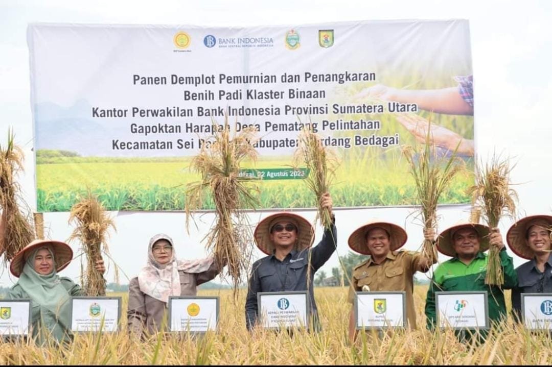 Wabup Sergai H.Adlin Umar Yusri Tambunan Hadiri Panen Padi Binaan Kanwil Bank Indonesia Provinsi Sumut.