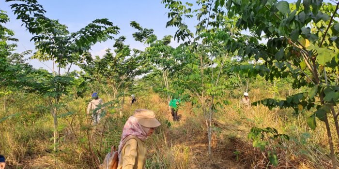 Bukit Asam (PTBA) Sukses Pulihkan Daerah Aliran Sungai 234 Ha di Muara Enim