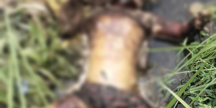 Penemuan Mayat Perempuan di Irigasi Persawahan Hebohkan Warga