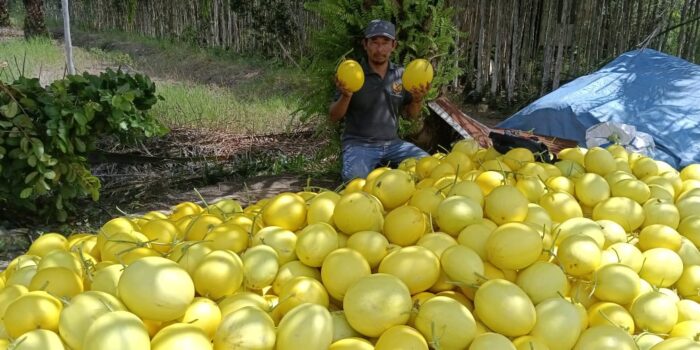 Pj Bupati Kapuas Aprisiasi Panen Melon di Desa Kuhuripan Permai