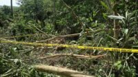 Polres Musi Rawas dan Polsek Terawas Sigap Evakuasi Warga Meninggal Akibat Tertimpa Pohon Karet