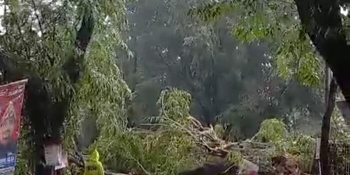 Pohon Tumbang di Sako Sudah Dibersihkan, Jalan Kambali Normal