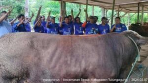 Peternak Sapi Desa Besole di Tulungagung Dukung Kemenangan Prabowo-Gibran Satu Putaran