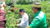Panen Raya Cabai, Mendorong Ketahanan Pangan dan Mengatasi Inflasi di Kabupaten Batanghari