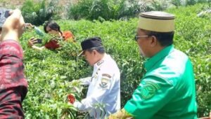 Panen Raya Cabai, Mendorong Ketahanan Pangan dan Mengatasi Inflasi di Kabupaten Batanghari