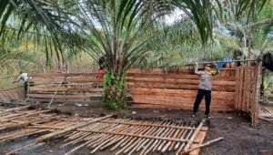 Viral di Medsos, Polsek Seberuang Bongkar ‘Kelang’ Sabung Ayam