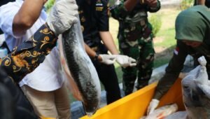 Ekspor di Perbatasan Indonesia – Malaysia Melalui Bea Cukai Nanga Badau Triwulan 2024 Capai Rp 1.36 Miliar