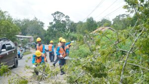 Jaga Jaringan Listrik Tetap Handal, PLN ULP Ampera Lakukan Pemangkasan Ranting Pohon